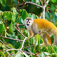 Buy canvas prints of Squirrel Monkey  in tree top by Chris Rabe