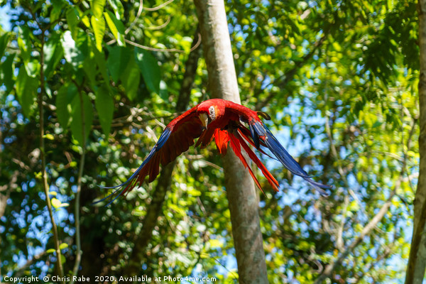 Scarlet Macaw flying through forest Picture Board by Chris Rabe