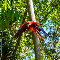 Buy canvas prints of Scarlet Macaw flying through forest by Chris Rabe