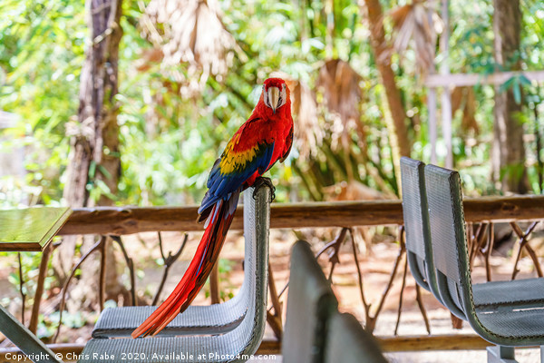Wild Scarlet Macaw invading restaurant Picture Board by Chris Rabe