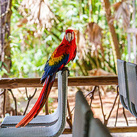 Buy canvas prints of Wild Scarlet Macaw invading restaurant by Chris Rabe
