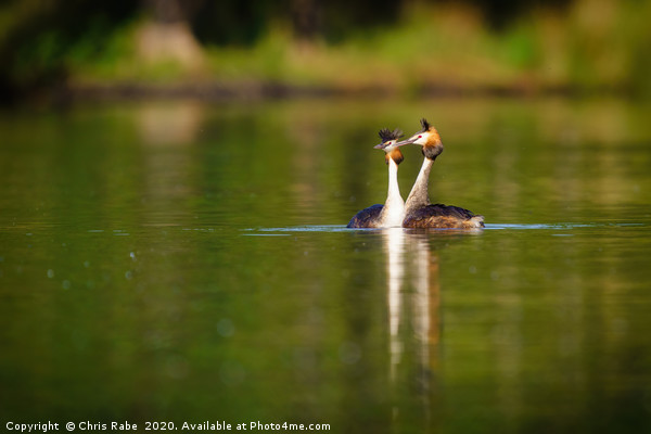 Great Crested Grebes on pend ponds Picture Board by Chris Rabe
