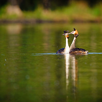 Buy canvas prints of Great Crested Grebes on pend ponds by Chris Rabe
