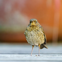 Buy canvas prints of European Robin juvenile standing tall by Chris Rabe