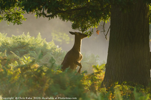 Deer breakfast Picture Board by Chris Rabe
