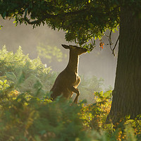 Buy canvas prints of Deer breakfast by Chris Rabe
