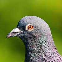 Buy canvas prints of Pigeon portrait by Chris Rabe