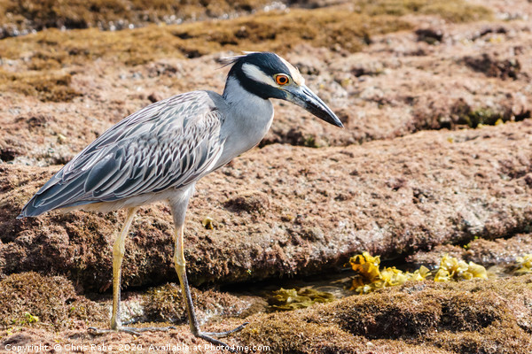 Yellow-crowned Night Heron Picture Board by Chris Rabe