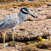 Buy canvas prints of Yellow-crowned Night Heron by Chris Rabe