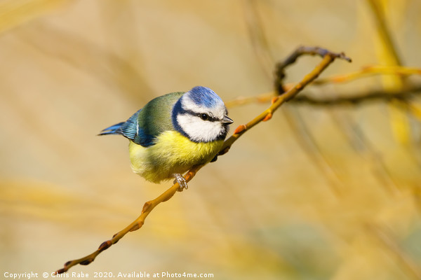 Blue Tit  Picture Board by Chris Rabe