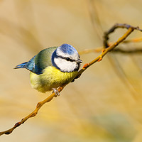 Buy canvas prints of Blue Tit  by Chris Rabe