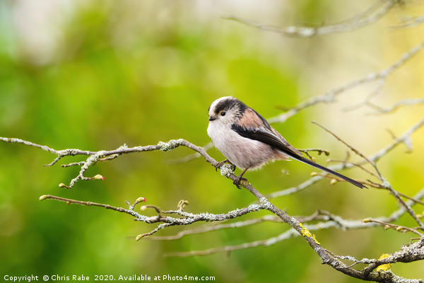 Long-tailed tit  Picture Board by Chris Rabe