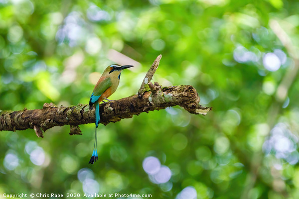Turquoise-browed Motmot Picture Board by Chris Rabe