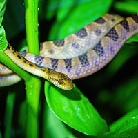 Buy canvas prints of Banded Cat-eyed Snake  by Chris Rabe