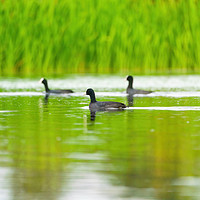 Buy canvas prints of Coots by Chris Rabe