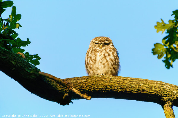 Little Owl frown Picture Board by Chris Rabe