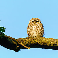 Buy canvas prints of Little Owl frown by Chris Rabe