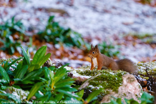 red squirrel gathering food Picture Board by Chris Rabe