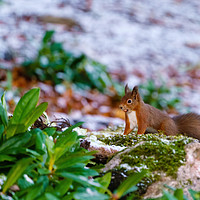 Buy canvas prints of red squirrel gathering food by Chris Rabe
