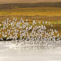 Buy canvas prints of Pied Avocet flock taking off by Chris Rabe