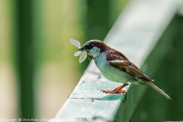 House sparrow with catch Picture Board by Chris Rabe
