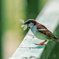 Buy canvas prints of House sparrow with catch by Chris Rabe