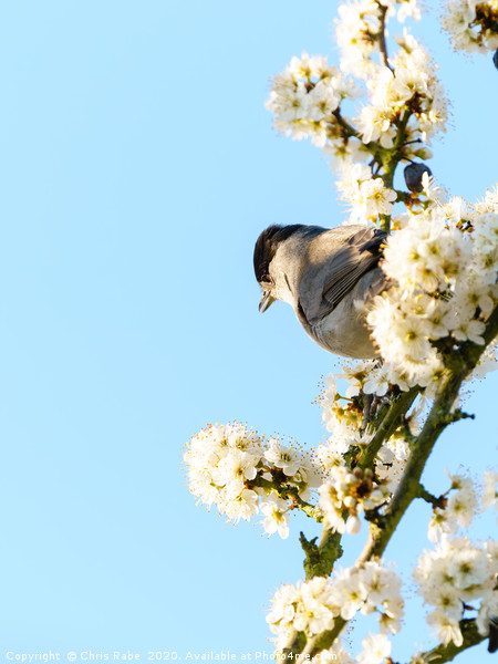 Blackcap in blossom Picture Board by Chris Rabe