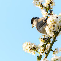 Buy canvas prints of Blackcap in blossom by Chris Rabe