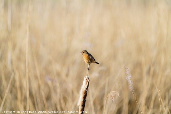 Stonechat female perched ona  reed Picture Board by Chris Rabe