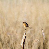 Buy canvas prints of Stonechat female perched ona  reed by Chris Rabe