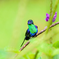 Buy canvas prints of violet-crowned woodnymph  by Chris Rabe