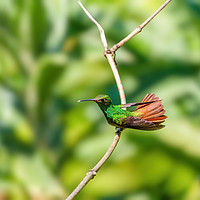 Buy canvas prints of Rufous-Tailed Hummingbird  by Chris Rabe
