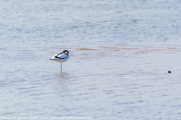 Pied Avocet resting Picture Board by Chris Rabe