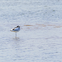 Buy canvas prints of Pied Avocet resting by Chris Rabe