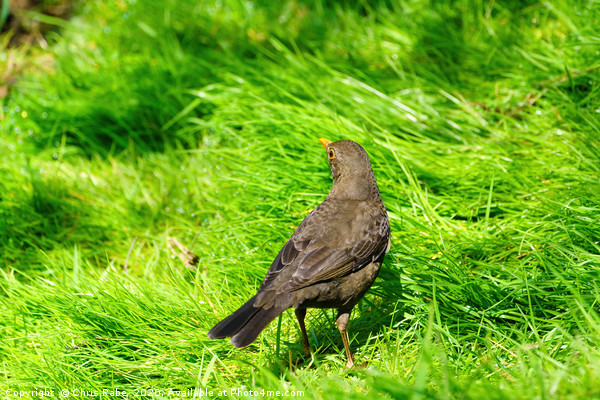 Blackbird in grass Picture Board by Chris Rabe