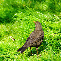 Buy canvas prints of Blackbird in grass by Chris Rabe
