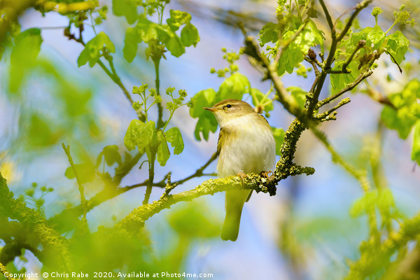 Willow Warbler Picture Board by Chris Rabe