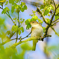 Buy canvas prints of Willow Warbler by Chris Rabe