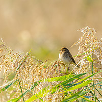 Buy canvas prints of Reed Bunting  by Chris Rabe