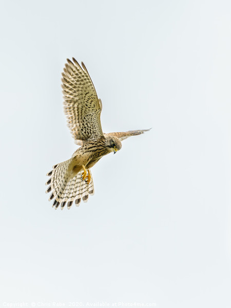 Common Kestrel hovering Picture Board by Chris Rabe