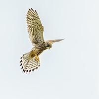 Buy canvas prints of Common Kestrel hovering by Chris Rabe