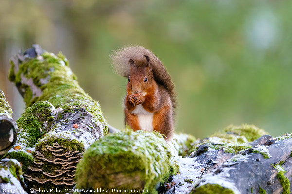 Windswept red squirrel  Picture Board by Chris Rabe