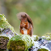 Buy canvas prints of Windswept red squirrel  by Chris Rabe