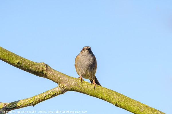 Dunnock  Picture Board by Chris Rabe
