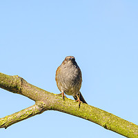 Buy canvas prints of Dunnock  by Chris Rabe