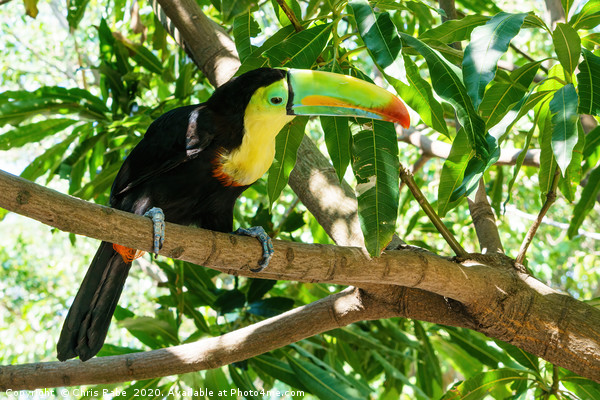 Keel-billed Toucan  Picture Board by Chris Rabe