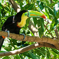 Buy canvas prints of Keel-billed Toucan  by Chris Rabe