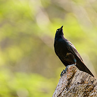 Buy canvas prints of Common Grackle  by Chris Rabe