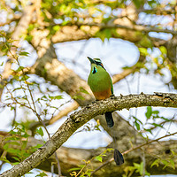 Buy canvas prints of Turquoise-browed Motmot by Chris Rabe