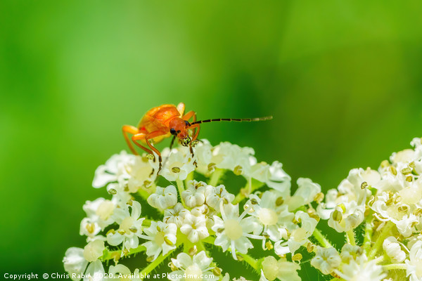 Red soldier beetle Picture Board by Chris Rabe